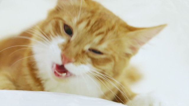 cute red cat chews food