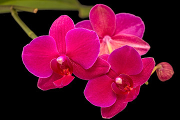 Maroon orchid
