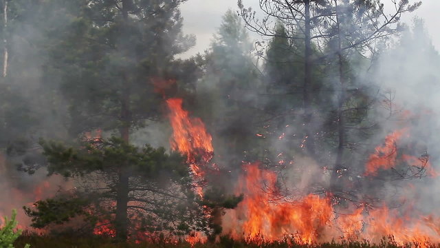 Forest fire flames swallow young pine tree. Footage appropriate to visualize wildfires or prescribed burning.