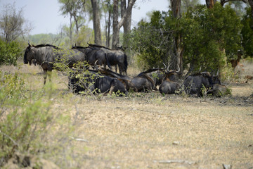 Gnus, Kruger National Park, South Africa