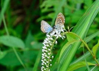 A couple of butterfly