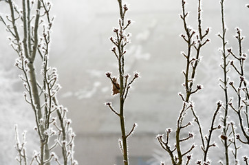 Hoarfrost on branches / Crystals of frost on the branches of a tree