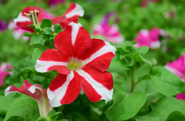 Red and white petunia