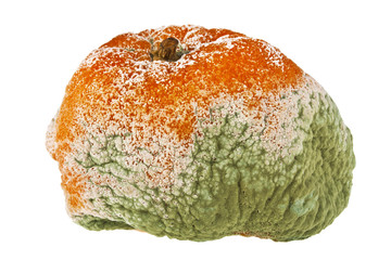 Rotten mandarin on a white background