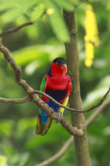 Rainbow Lorikeet (Trichoglossus haematodus) 