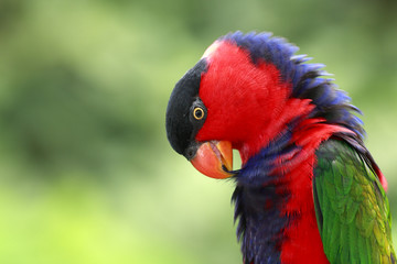 Naklejka premium Rainbow Lorikeet (Trichoglossus haematodus) 