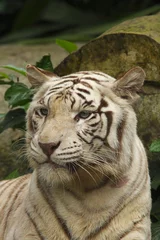 Tuinposter White Tiger, Portrait of Adult  (Panthera tigris) © Reise-und Naturfoto
