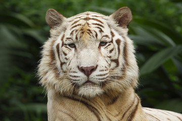 Fototapeta na wymiar White Tiger, Portrait of Adult (Panthera tigris)