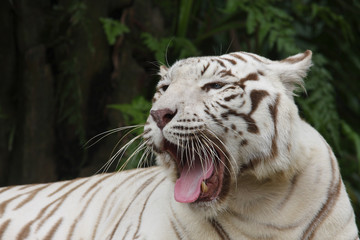 White Tiger, Portrait of Adult  (Panthera tigris)