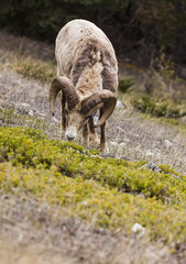 Big Horn Sheep in the Seculed Nature of Banff National park
