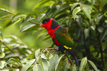 Rainbow Lorikeet (Trichoglossus haematodus) 