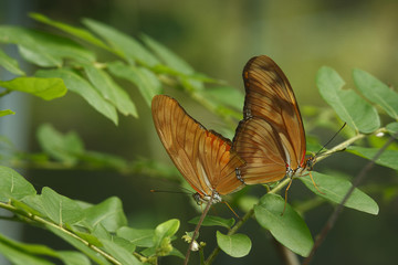tropical Butterfly, phuket, Thailand