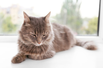 Naklejka na ściany i meble Beautiful grey cat lying on window board, close up