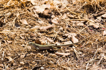 Hadrian's Villa, the Roman Emperor's 'Villa,Tivoli, outside of Rome, Italy, Europe