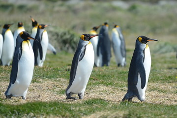 Obraz premium King penguins on the Bay of Inutil.