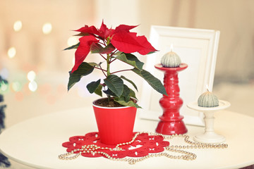 Christmas flower poinsettia on holiday interior