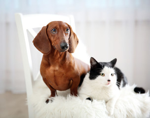 Beautiful cat and dachshund dog on chair, indoor