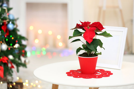 Christmas flower poinsettia on holiday interior