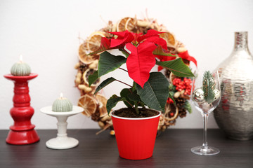 Christmas flower poinsettia and decorations on shelf with Christmas decorations, on light background