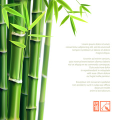 Fototapeta na wymiar Bamboo Background. Vector illustration, eps10.
