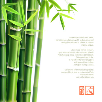 Bamboo Background. Vector illustration, eps10.
