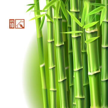 Bamboo Background. Vector illustration, eps10. © mything