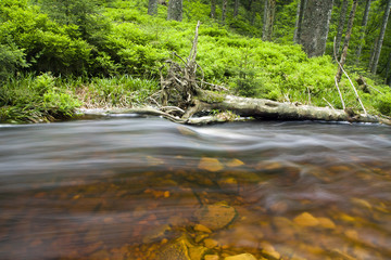 klarer Wildbach strömt talwärts