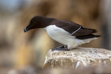 Razorbill looking down from rock