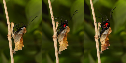 Emerging and metamorphosis of tropical  Golden birdwing  butterf