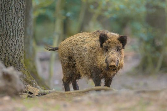 Wild boar looking from the forest
