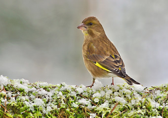 Greenfinch on the snow