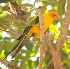 sun conure