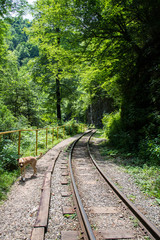 Fototapeta premium Beautiful mountain scenery . Guam gorge. Krasnodar region
