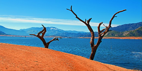 Dead Trees on the shoreline of drought stricken Lake Isabella where the Kern River empties into the lake between Kernville and Wofford Heights in the southern Sierra Nevada mountains of California USA