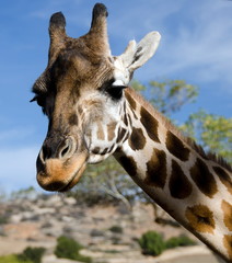 Portrait of a curious giraffe wondering around caravan in a safa
