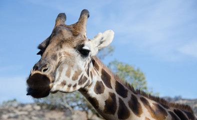 Portrait of a curious giraffe wondering around caravan in a safa