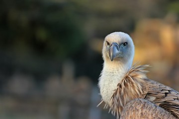 Portrait eines jungen Gänsegeiers (Gyps fulvus)