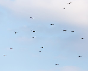 A flock of seagulls flying in the sky