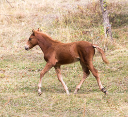 foal on nature