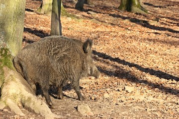 Wildschwein (Sus scrofa) scheuert sich an Baumstamm