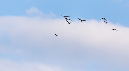 Fototapeta premium A flock of seagulls flying in the sky