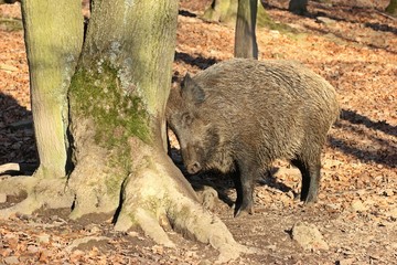 Wildschwein (Sus scrofa) scheuert sich an Baumstamm