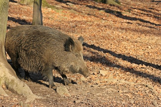 Wildschwein (Sus scrofa) scheuert sich an Baumstamm