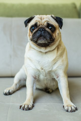 Obraz premium Cute pug puppy dog.