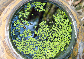 Azolla ,kind of water plant at Thailand