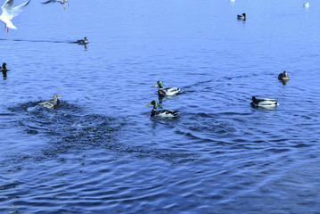 Дикие птицы на реке