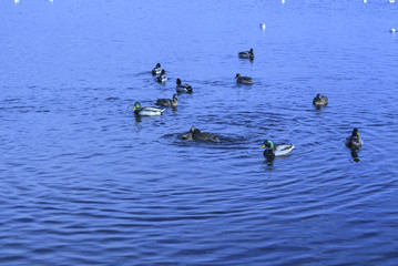 Дикие птицы на реке