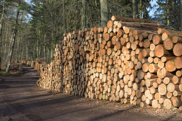 Industrieholz im Pfälzer Wald