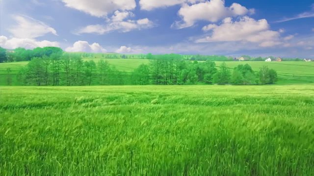 Getreide weht im Wind Video