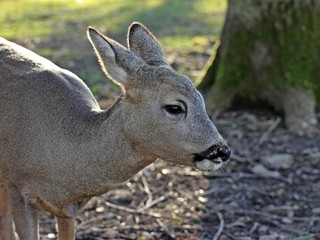 Reh (Capreolus capreolus)
